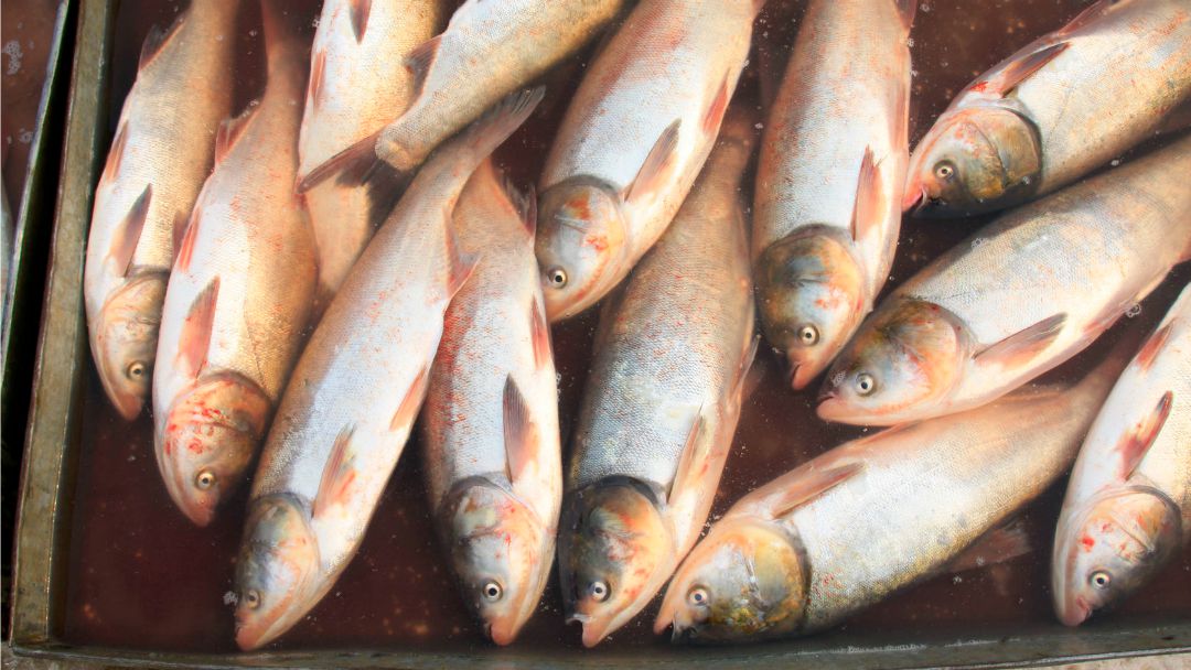 Yearslong war on Asian carp showing some progress, but end is uncertain