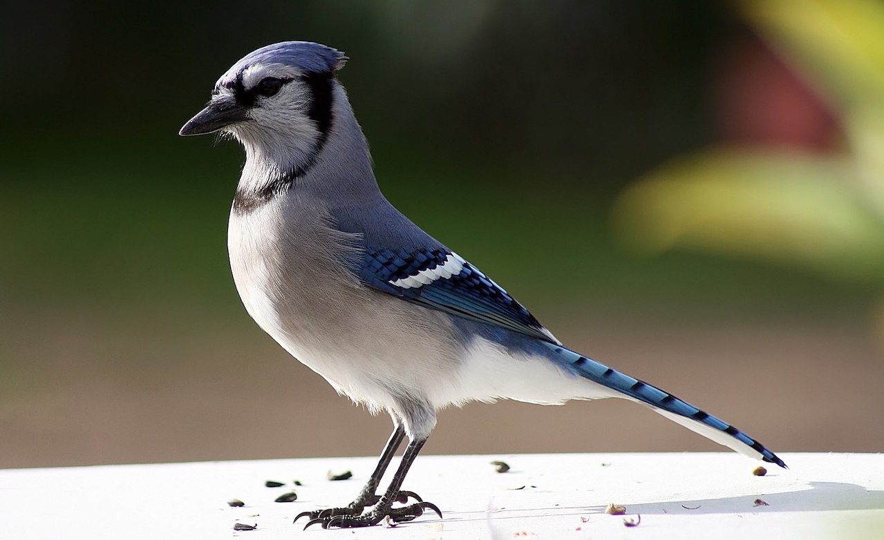 What's Ontario's favourite animal? The case for the blue jay
