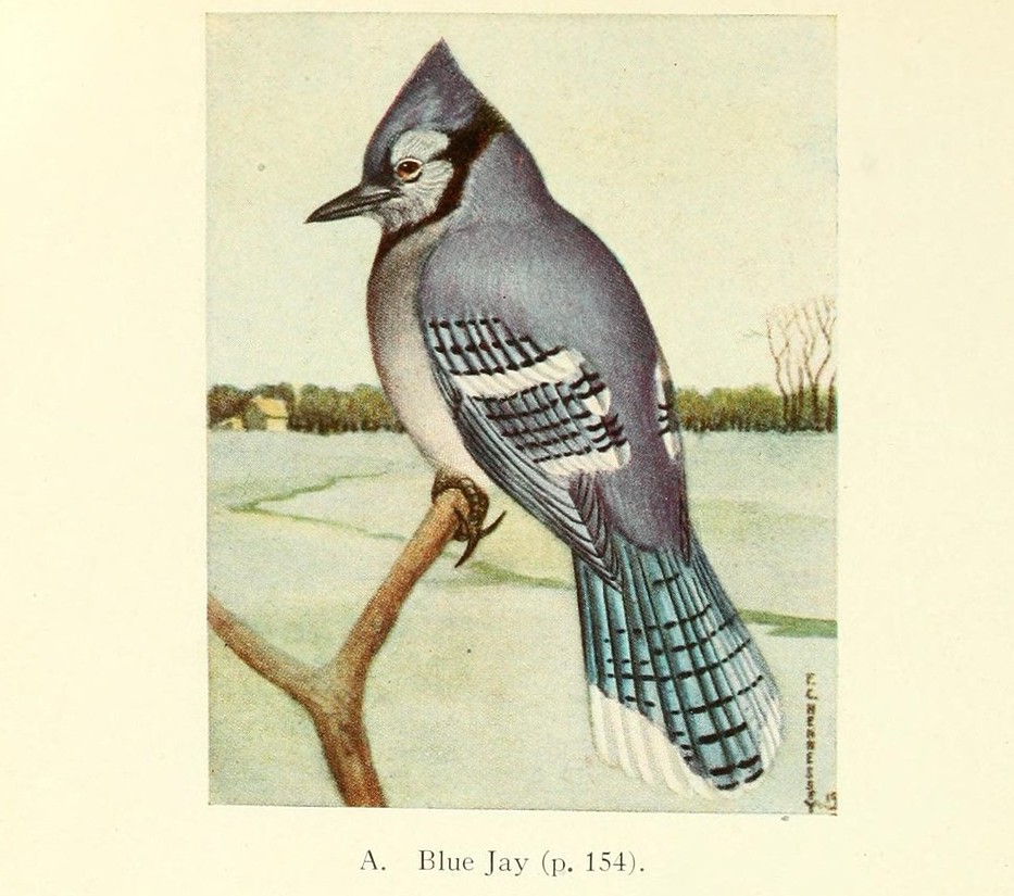 Species Spotlight: Blue Jays