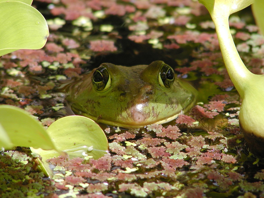 Green Frogs and Bull Frogs are - Point Pelee National Park