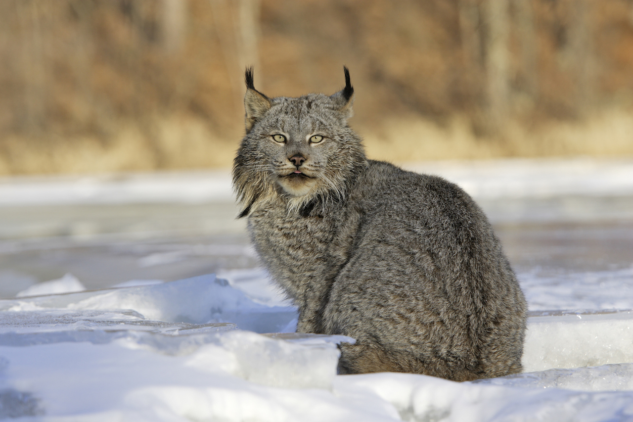 Small Cat Spotlight: Canada Lynx