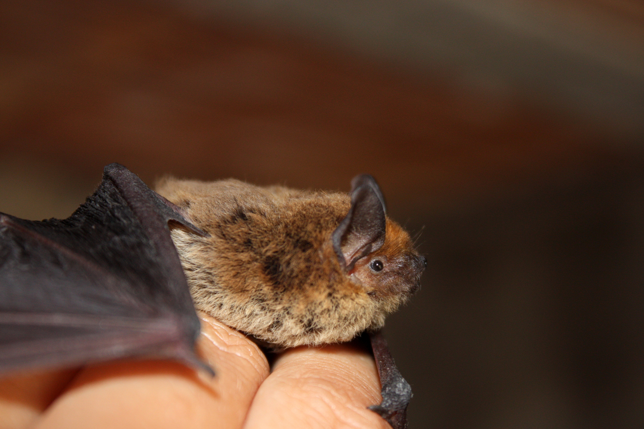 What's Ontario's favourite animal? The case for the little brown bat | TVO Today What's Ontario's favourite animal? The case for the little brown bat | TVO Today
