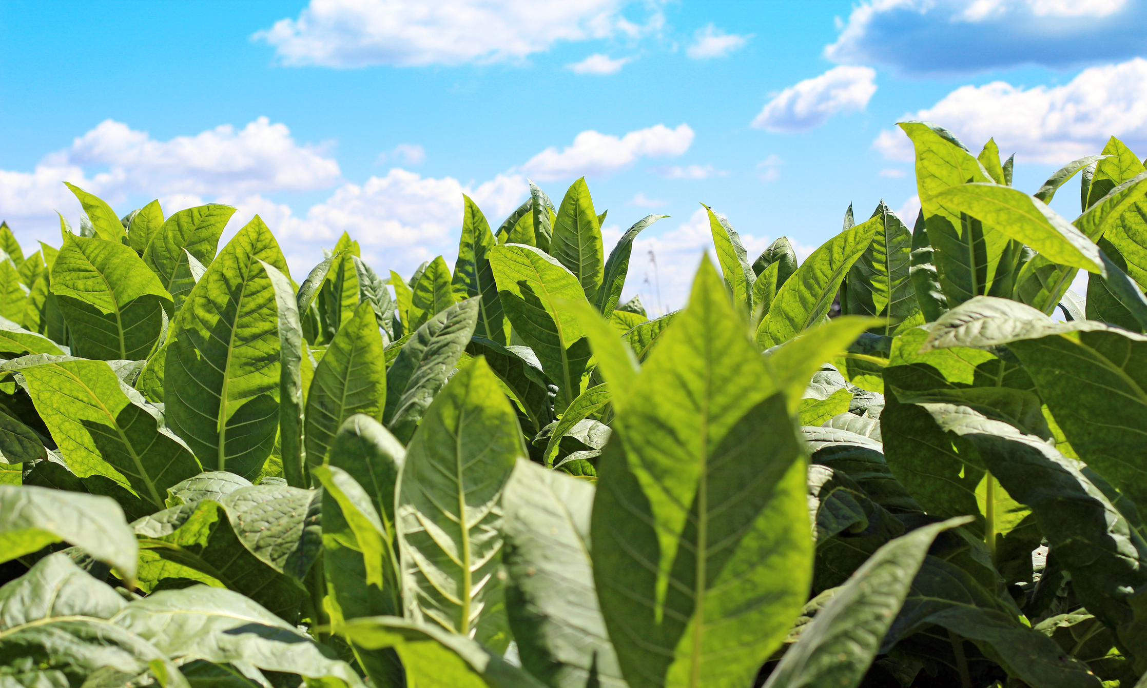 do they grow tobacco in canada Why tobacco is making a comeback on Ontario farms