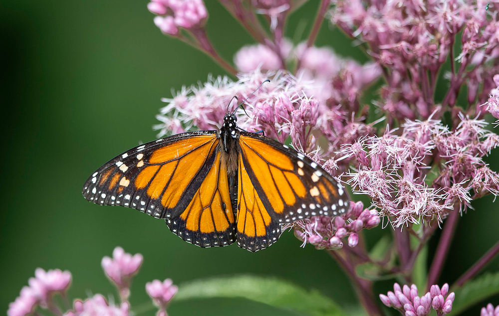 What’s Ontario’s favourite animal? The case for the monarch butterfly ...