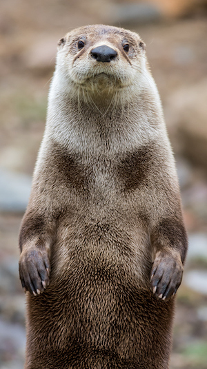 What's Ontario's favourite animal? The case for the otter | TVO Today What's Ontario's favourite animal? The case for the otter | TVO Today