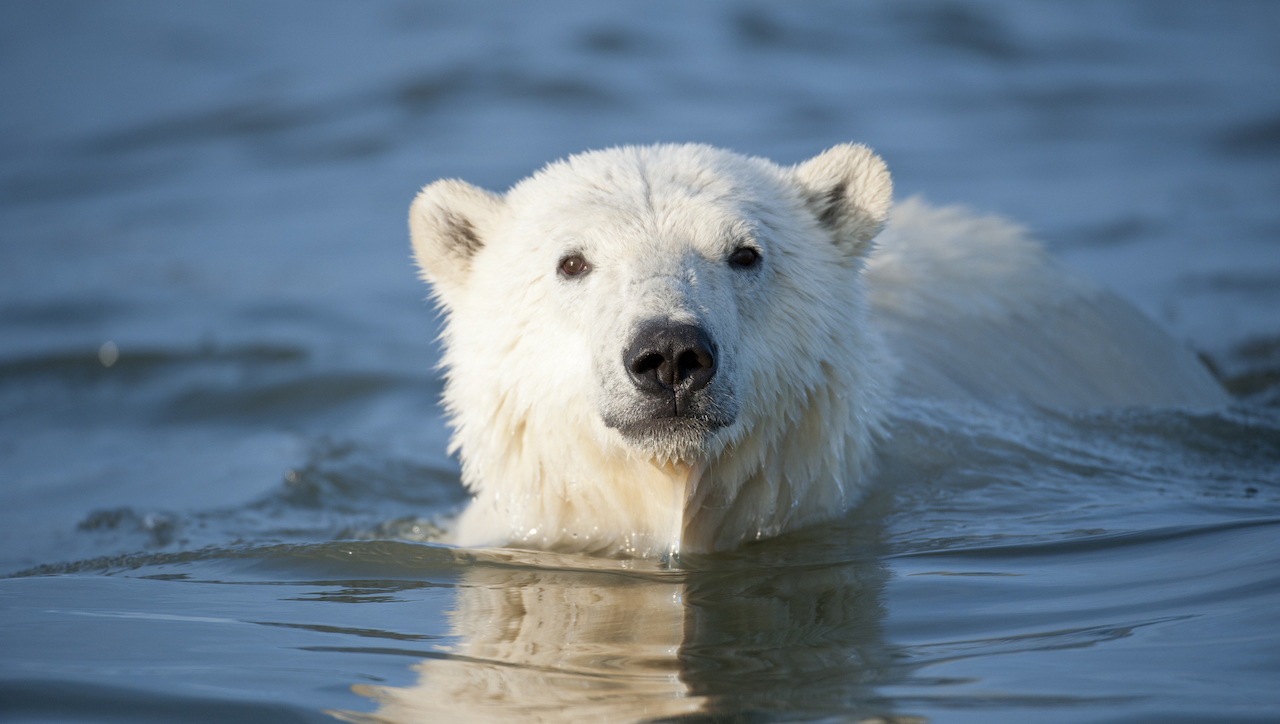 What's Ontario's favourite animal? The case for the polar bear | TVO Today