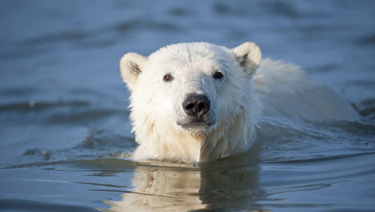 What's Ontario's favourite animal? The case for the polar bear | TVO Today What's Ontario's favourite animal? The case for the polar bear | TVO Today