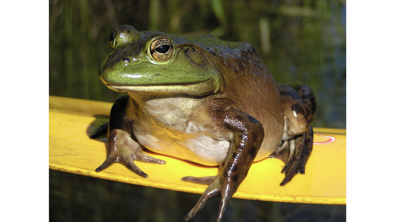 What's Ontario's favourite animal? The case for the bullfrog