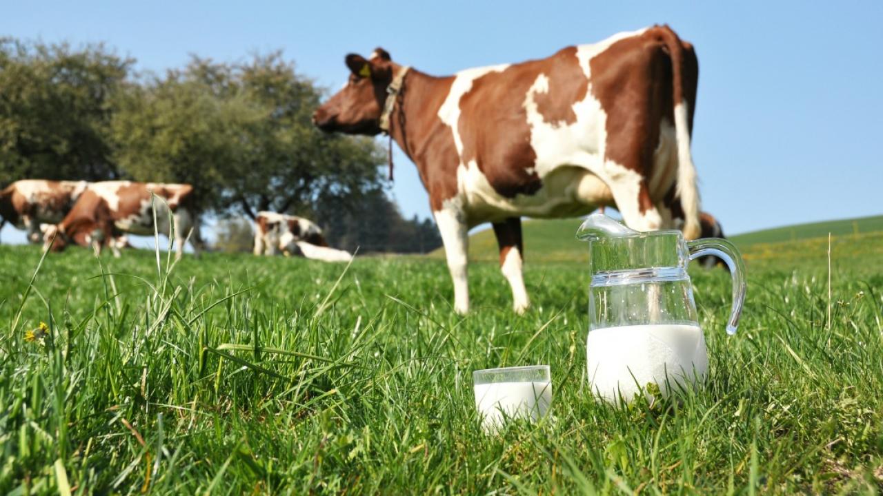 Why is Canada the only G8 country prohibiting the sale of raw milk ...