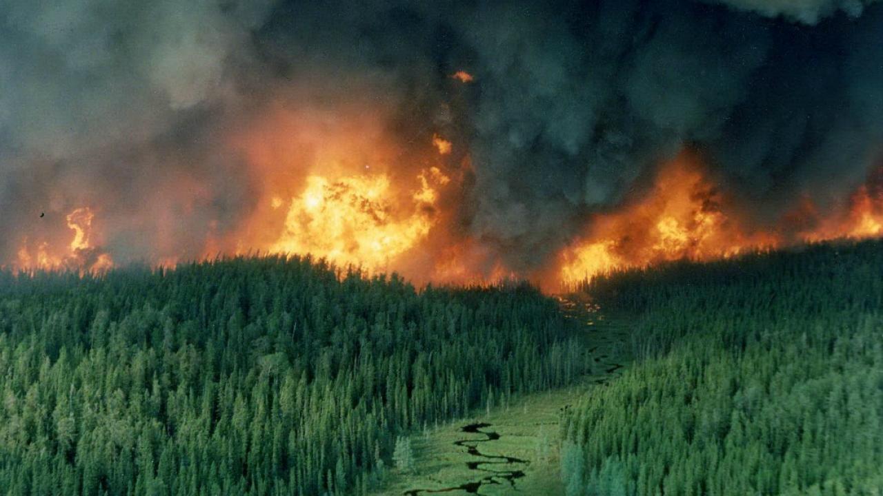 Лесной пожар на английском. Лесные пожары. Горящий лес. Лес в огне. Экология пожары.