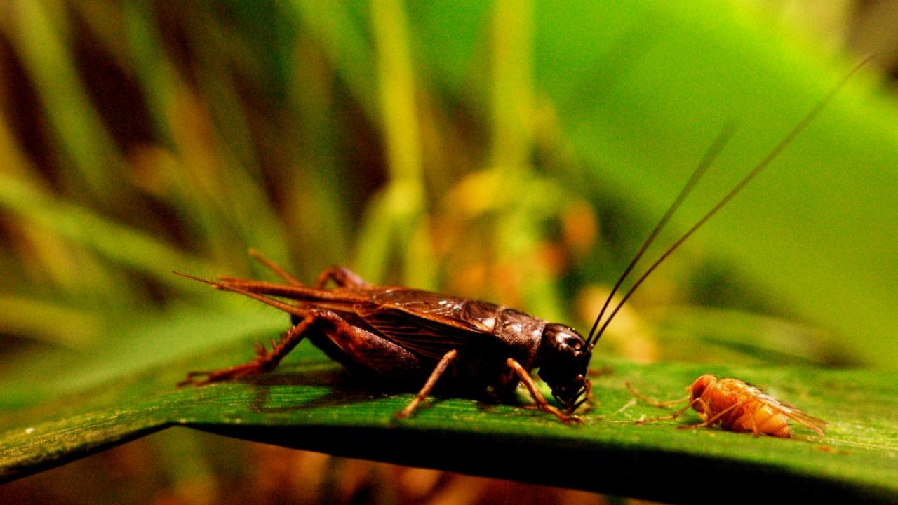 Шум и его влияние на растительный мир