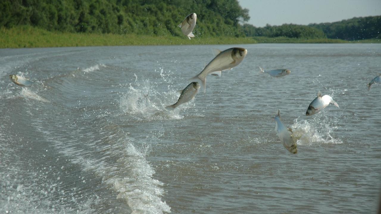 North America S War On Destructive Asian Carp TVO Today   Flying Carp 