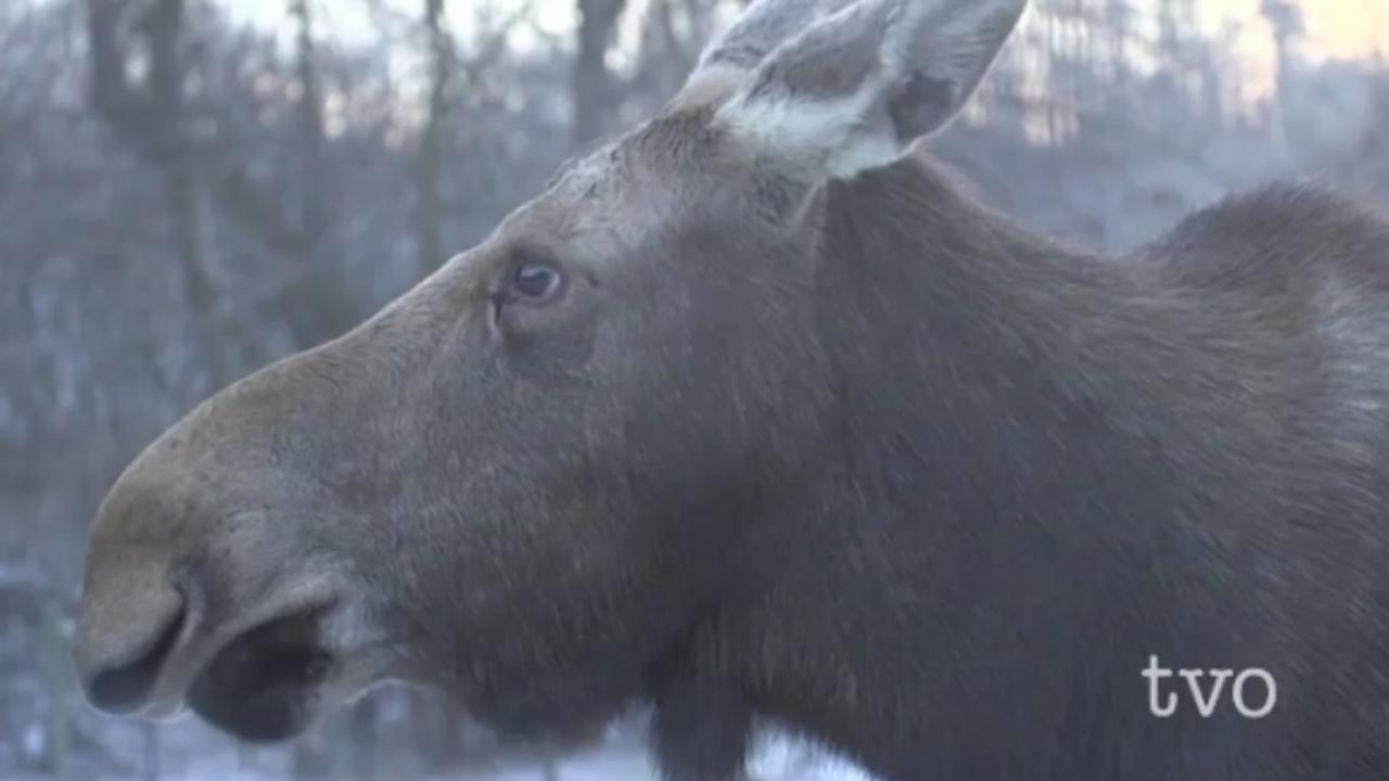 Ontario’s declining moose population TVO Today
