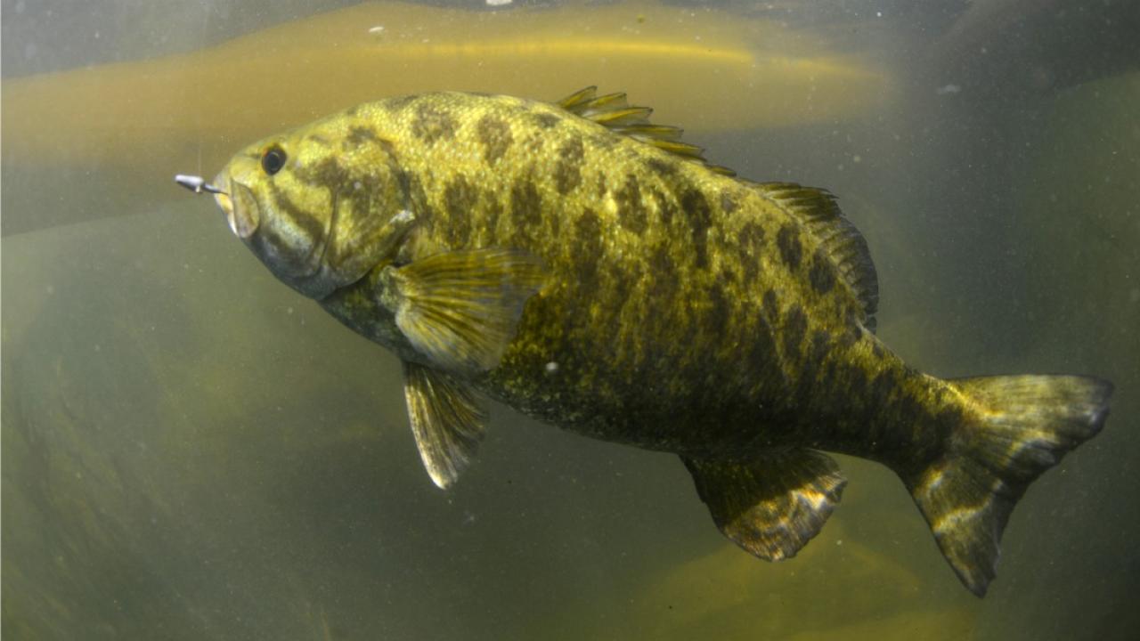 Here's why a warming climate means new habitats for bass