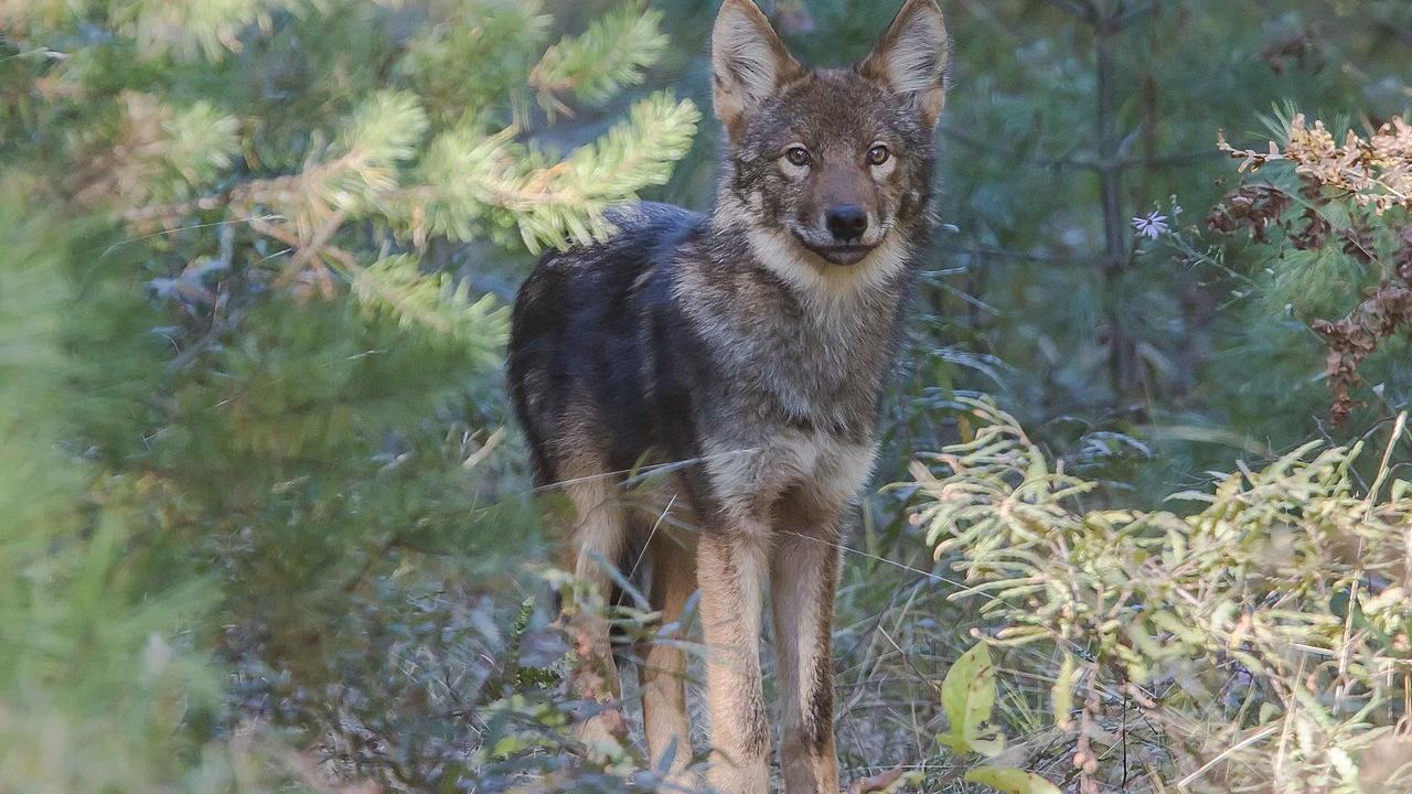 What’s Ontario’s favourite animal? The case for the Algonquin wolf