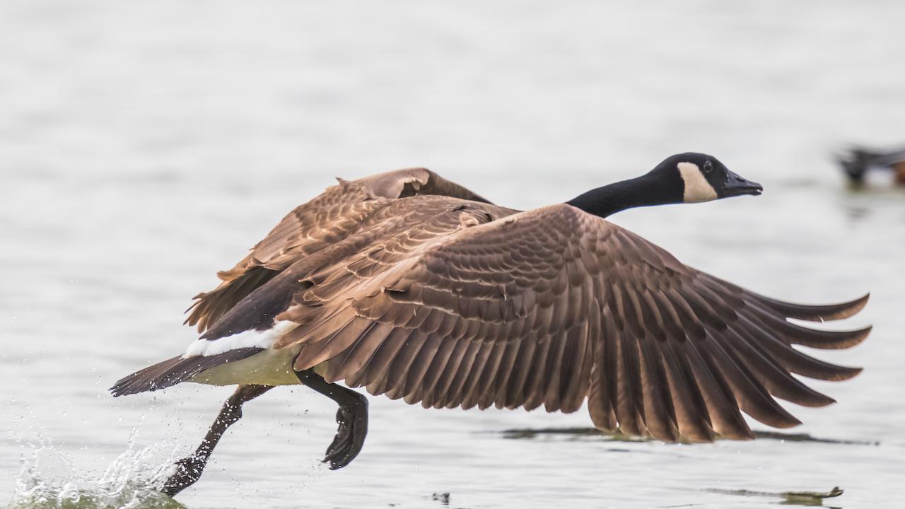 Canada goose 1455 shop mountain ave hamilton