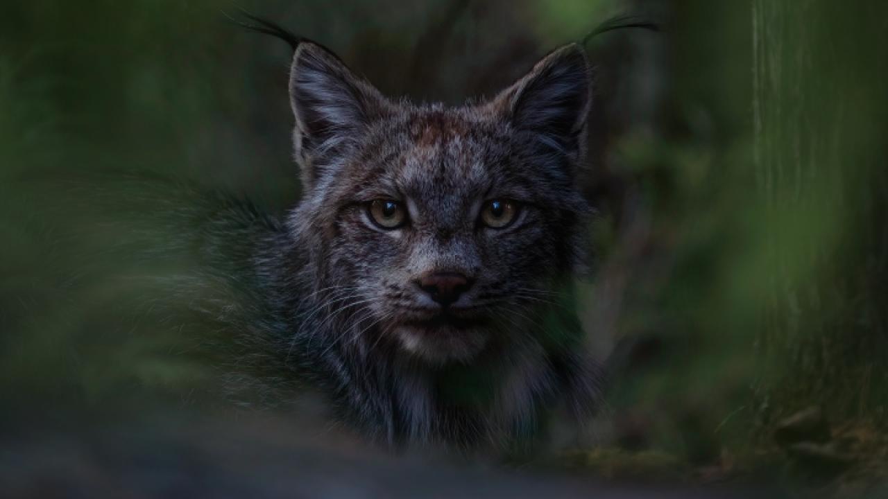 Elusive Black Canada Lynx Filmed in Wild for First Time Ever