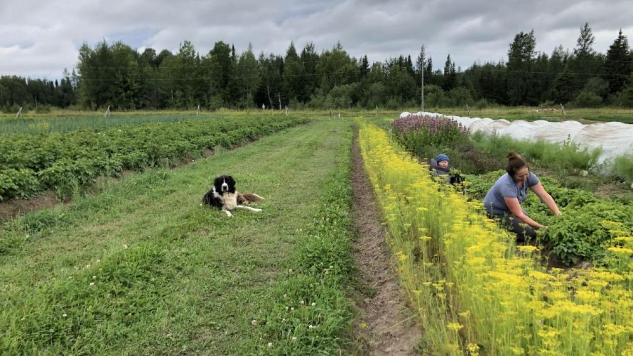 Bulletin. Agriculture -- Ontario. even into the most difficult