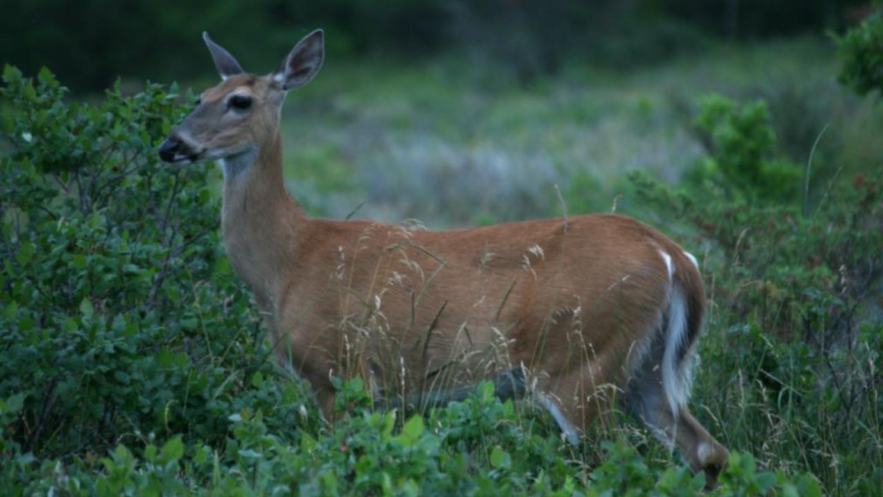 Chronic wasting disease is spreading. Is Ontario ready?