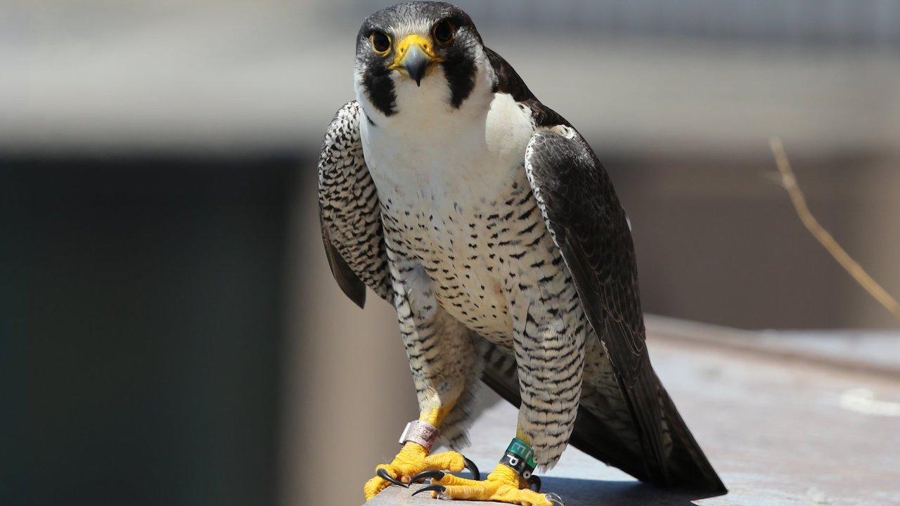 What's Ontario's favourite animal? The case for the peregrine falcon | TVO  Today