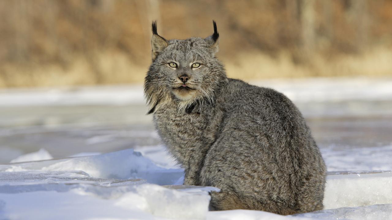 What’s Ontario’s favourite animal? The case for the lynx | TVO Today