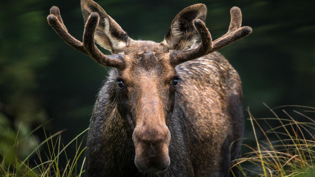 What’s Ontario’s favourite animal? The case for the moose | TVO Today