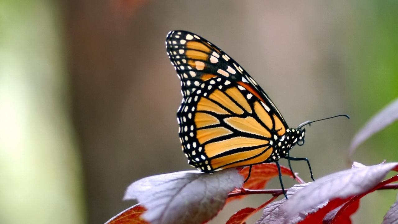 What’s Ontario’s favourite animal? The case for the monarch butterfly ...